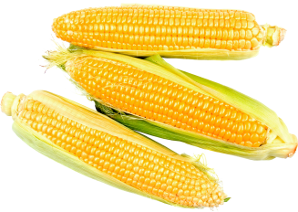 corn_trans
